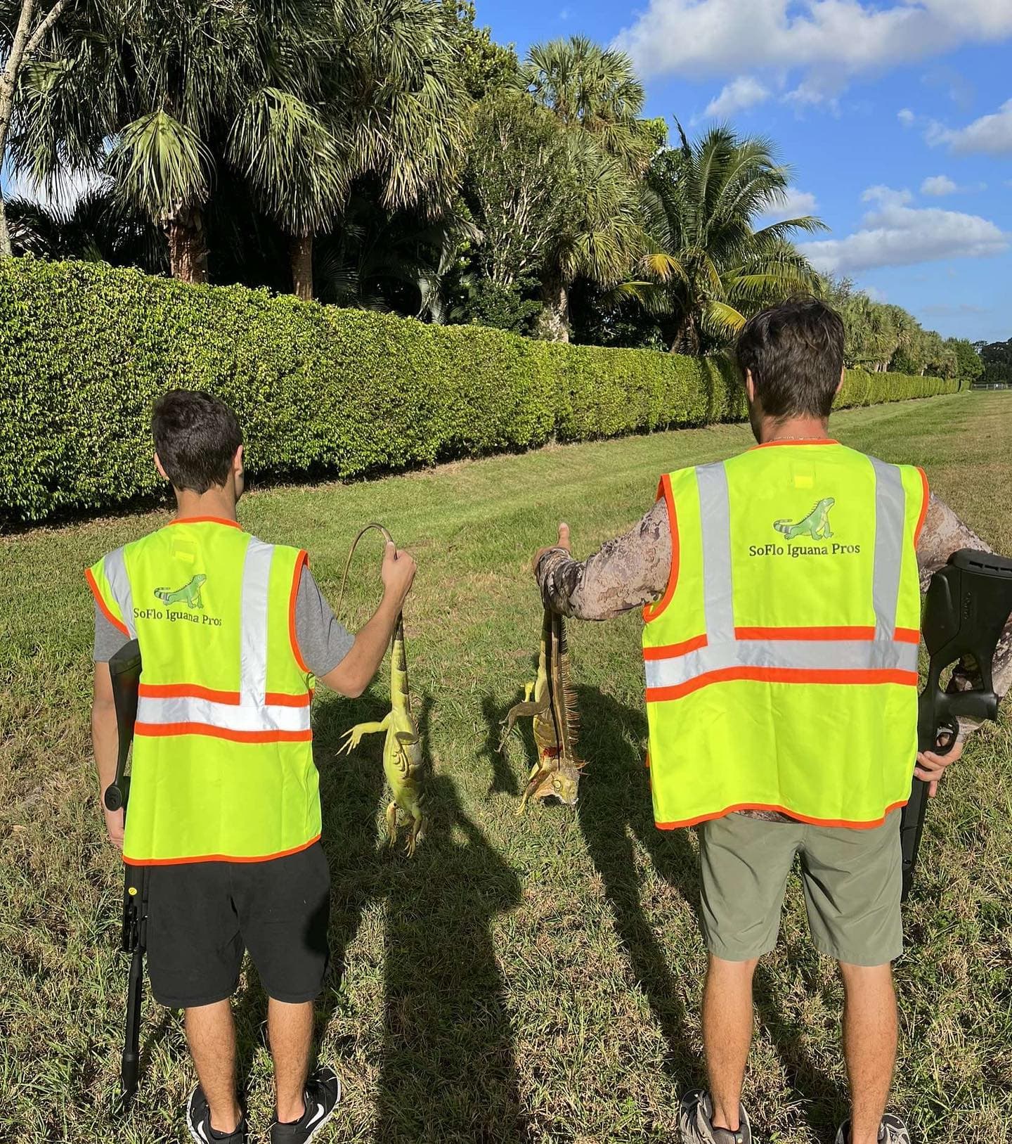 Palm Beach Iguana Control